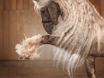 Bonjour, à tous, pour un projet d'affiche, j'ai repris ces anciennes photos 📸 de ce majestueux cheval du paradis et sa fidèle cavalière à tout jamais.
 Je...