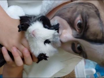 Bonjour à tous, petite photo de Tamy-Line et Dodu🤍🖤, pour le coup après la séance photo, je ne sais pas qui étais la plus maquillée !! En tout les cas Le...