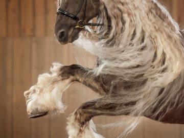 Bonjour, à tous, pour un projet d'affiche, j'ai repris ces anciennes photos 📸 de ce majestueux cheval du paradis et sa fidèle cavalière à tout jamais.
 Je...